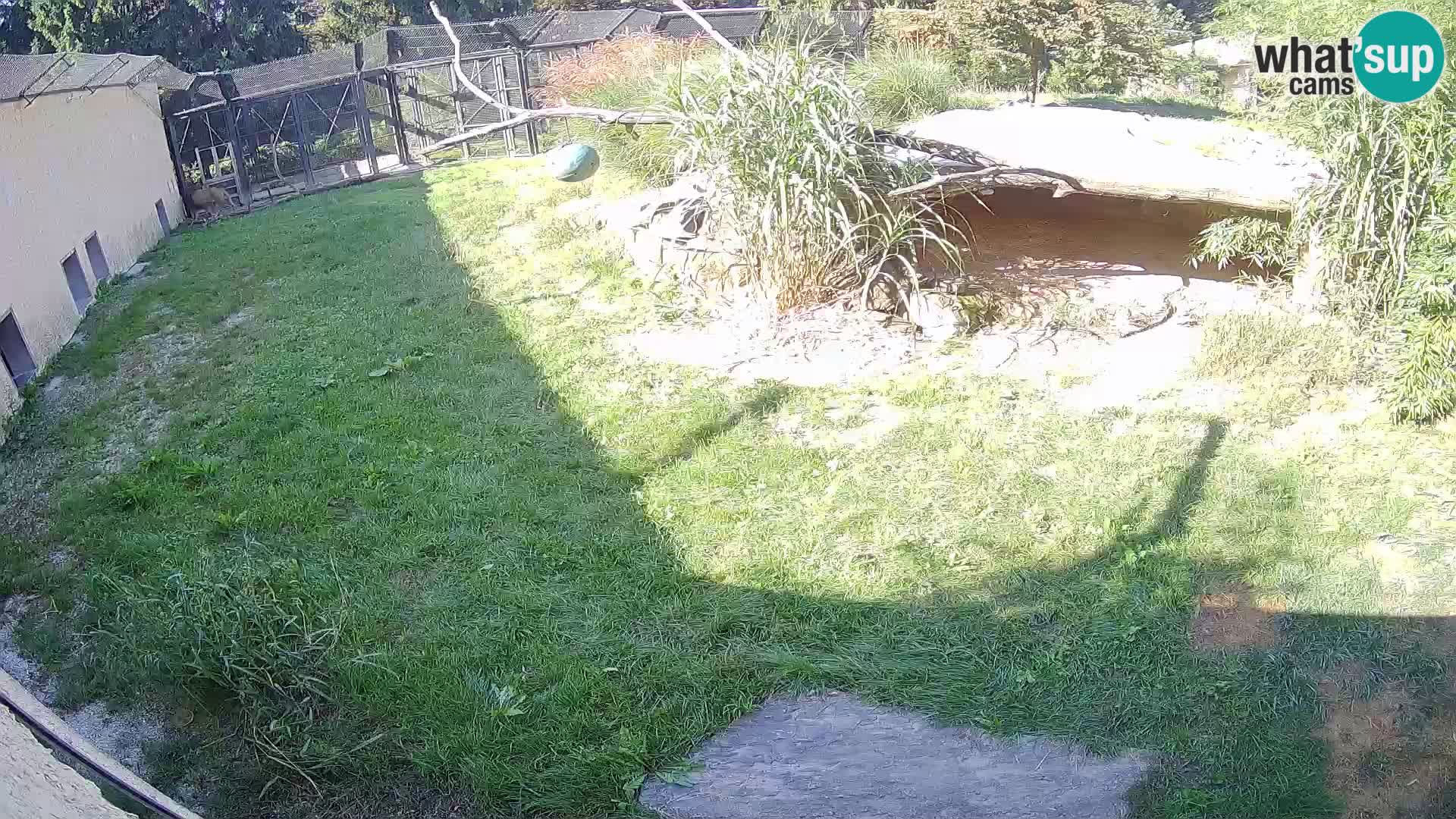 LION live Webcam in Ljubljana Zoo – Slovenia