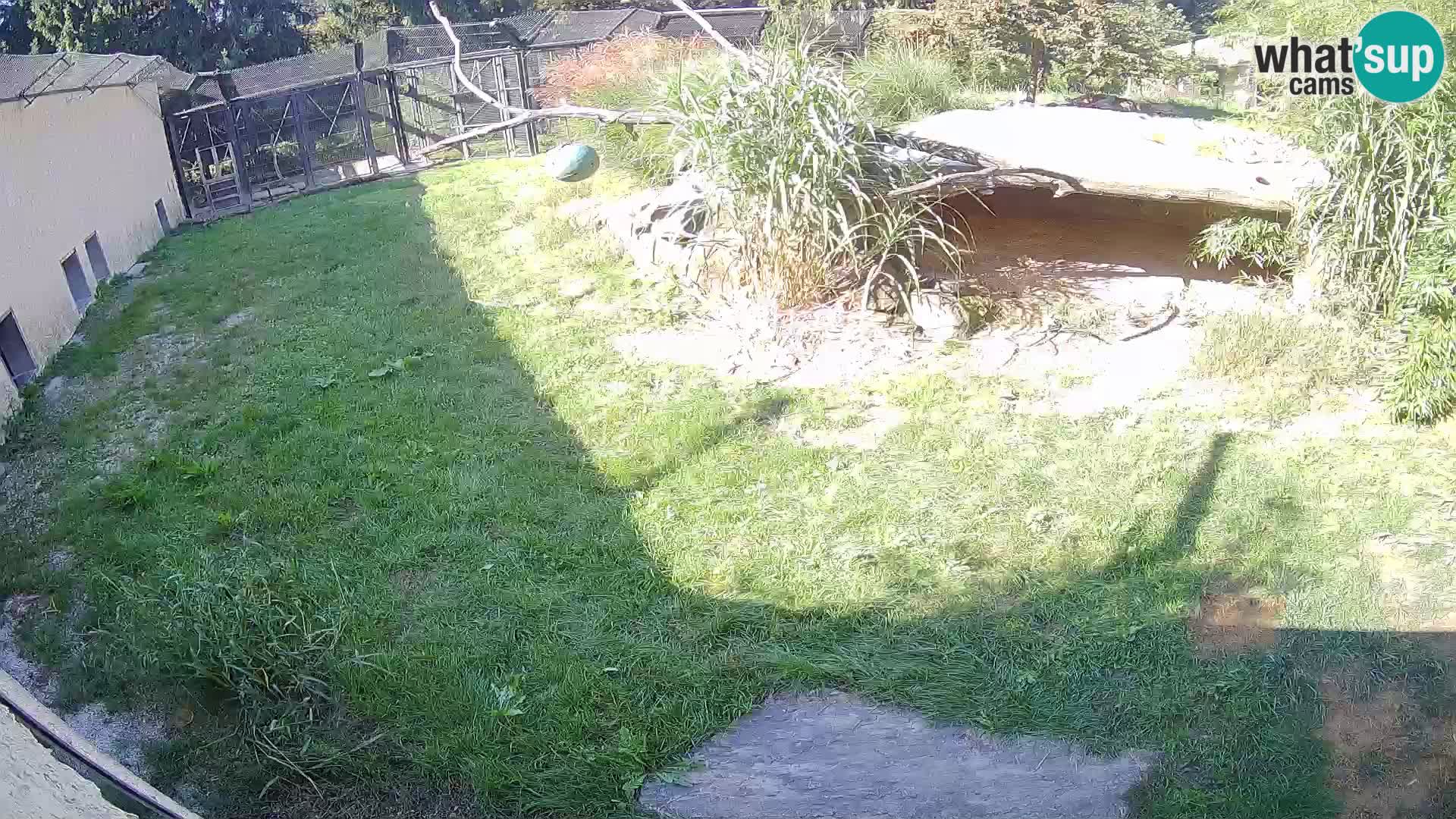 Löwe live Webcam im Zoo von Ljubljana – Slowenien