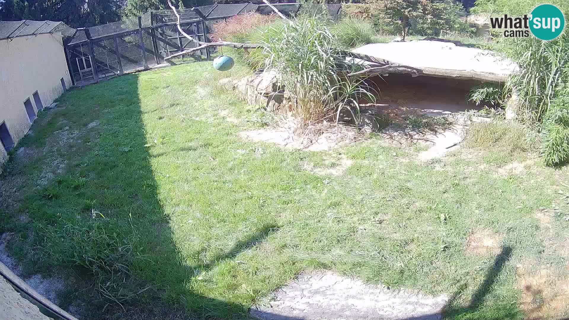 Löwe live Webcam im Zoo von Ljubljana – Slowenien