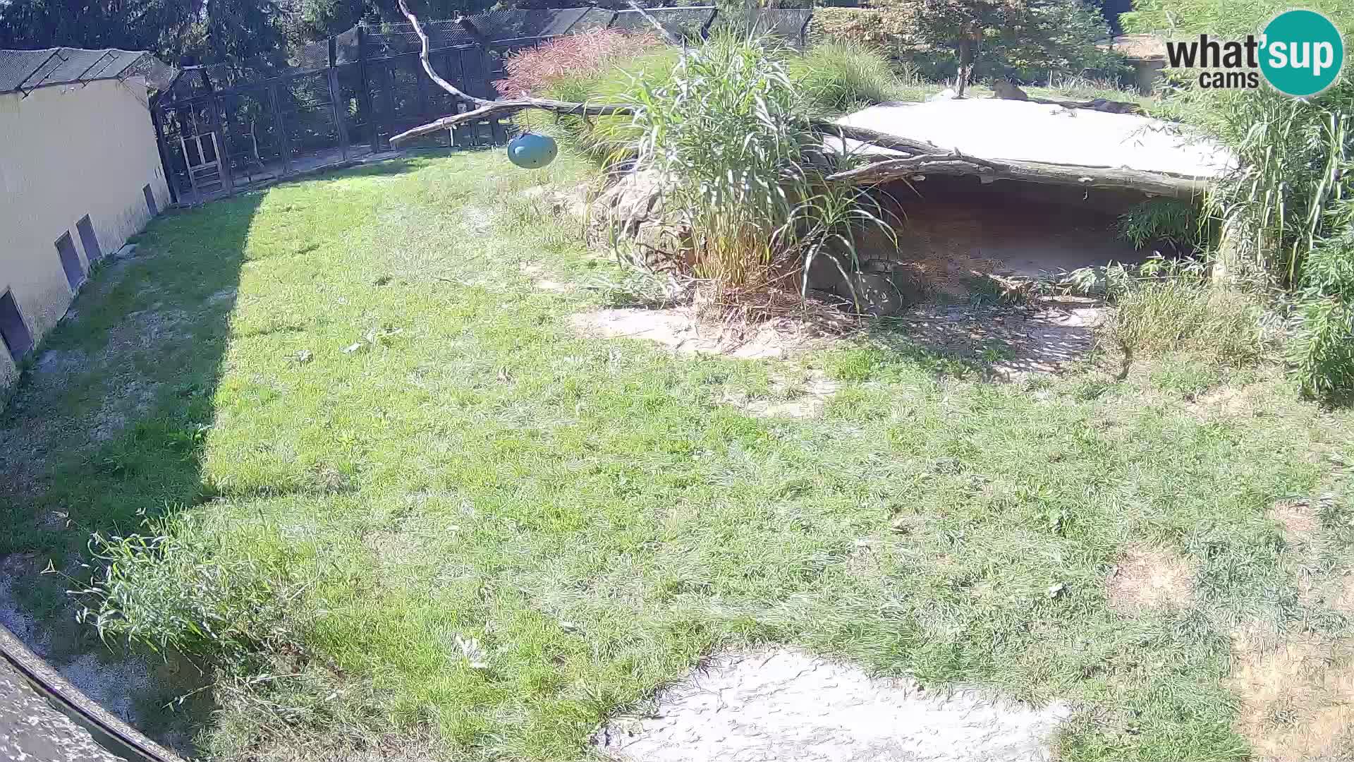 Löwe live Webcam im Zoo von Ljubljana – Slowenien