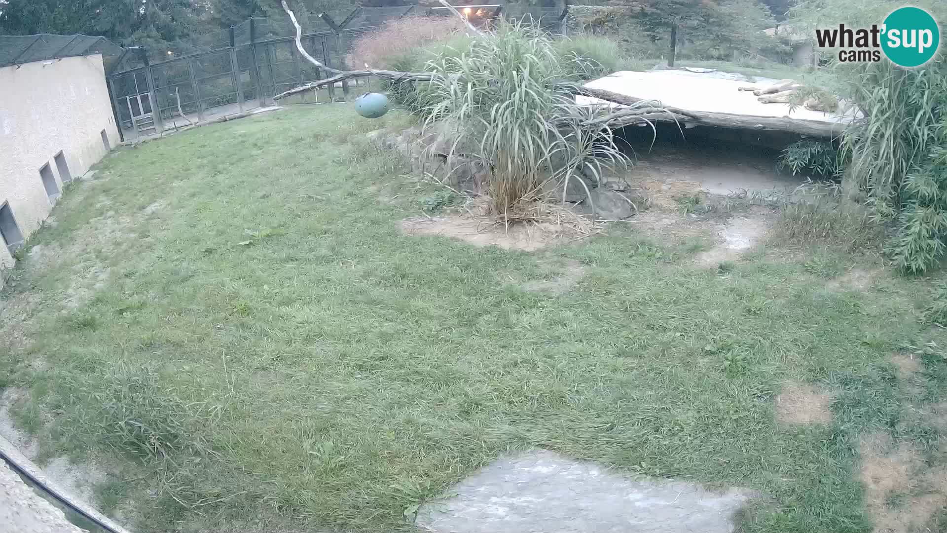 LEONE live Webcam nello zoo di Lubiana – Slovenia