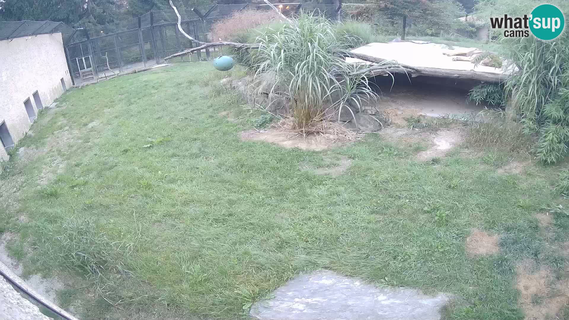 Löwe live Webcam im Zoo von Ljubljana – Slowenien