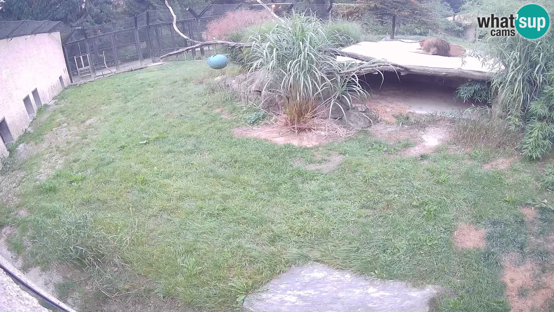 Lavovi web kamera uživo u ljubljanskom zoološkom vrtu – Slovenija