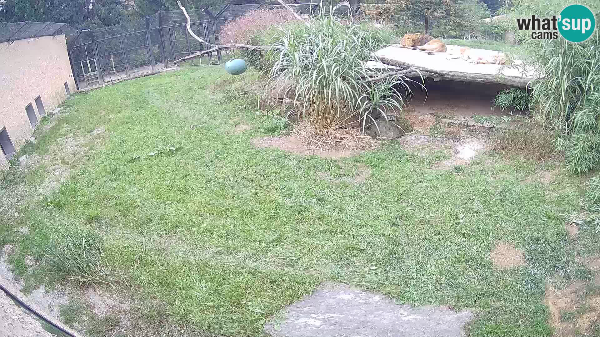 LION live Webcam in Ljubljana Zoo – Slovenia