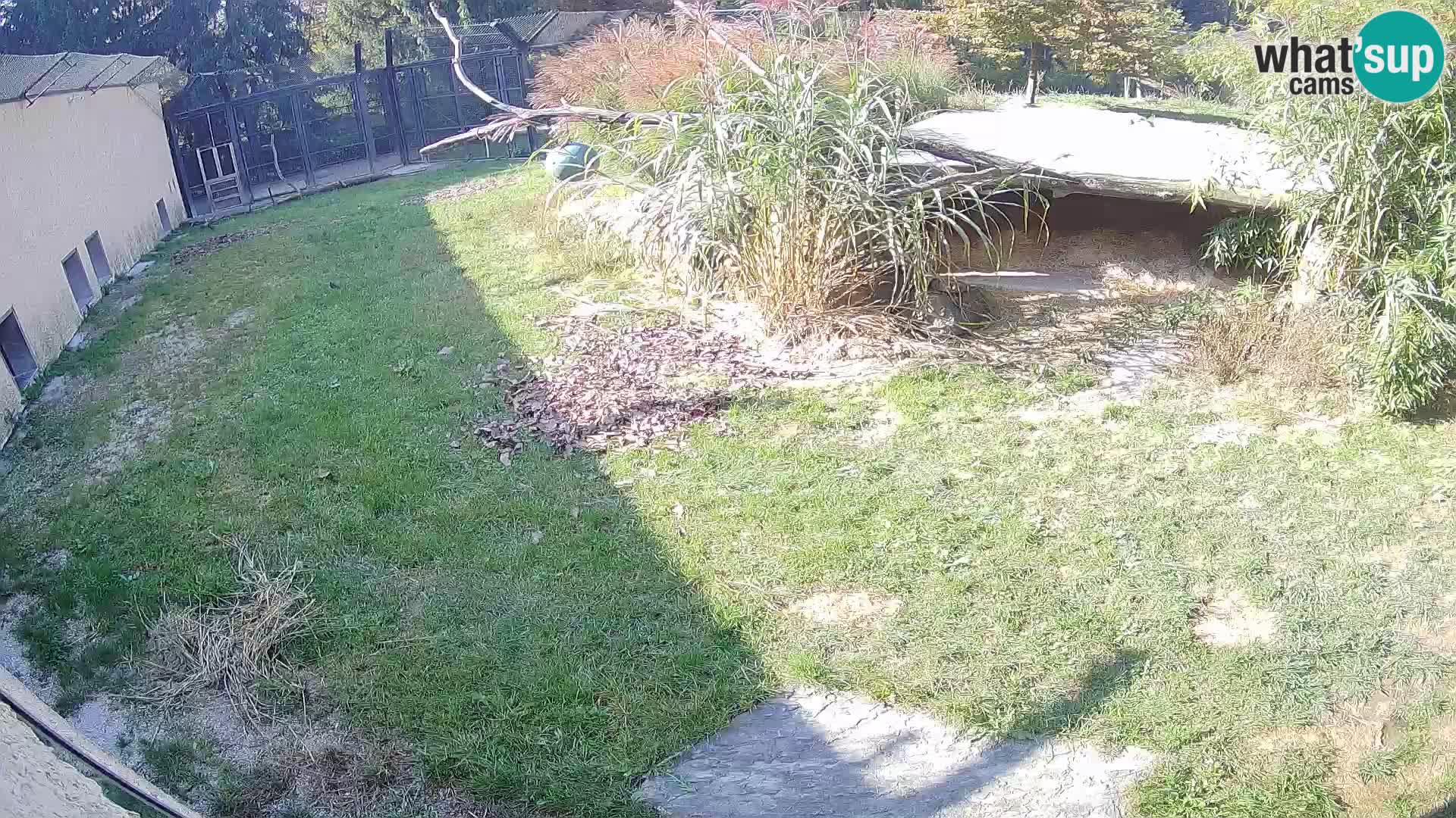 LEON Webcam en vivo en Ljubljana Zoo – Eslovenia
