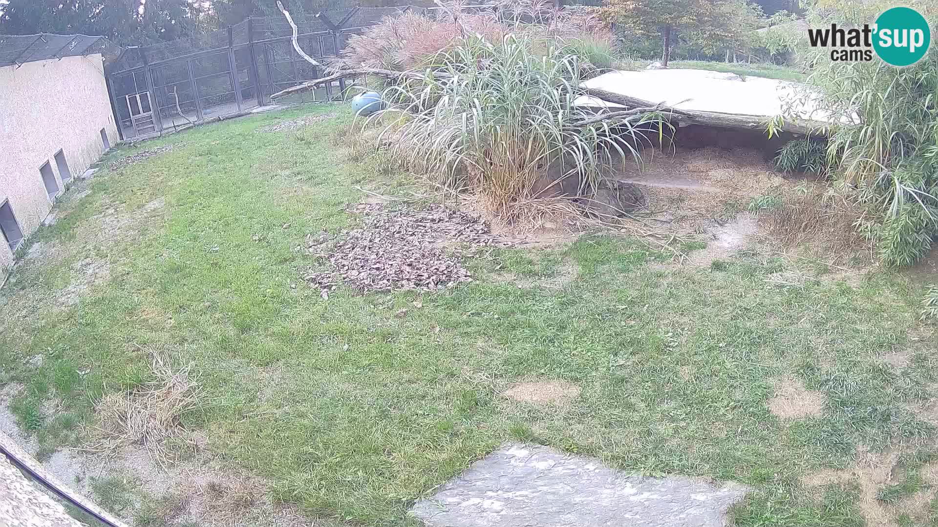 LEONE live Webcam nello zoo di Lubiana – Slovenia