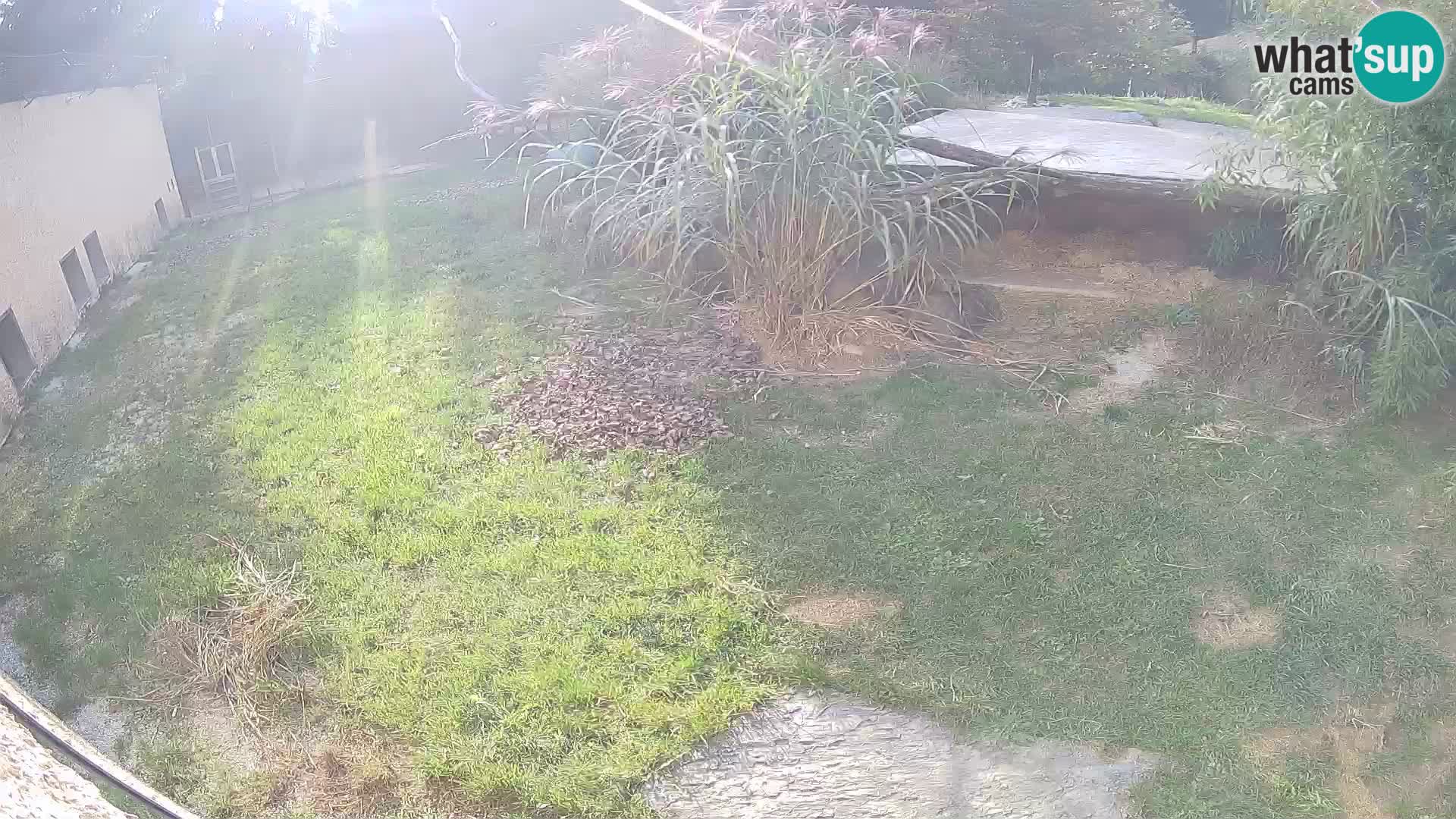 LEVI spletna kamera v živalskem vrtu Ljubljana Zoo