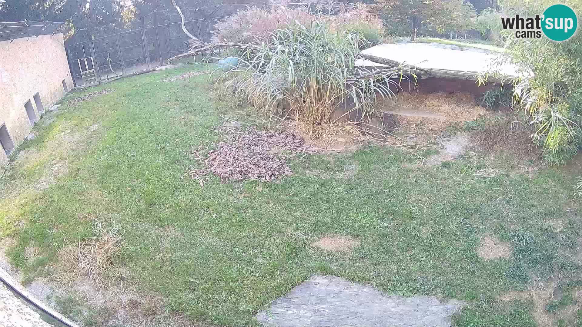 LION webcam en direct du zoo de Ljubljana – Slovénie