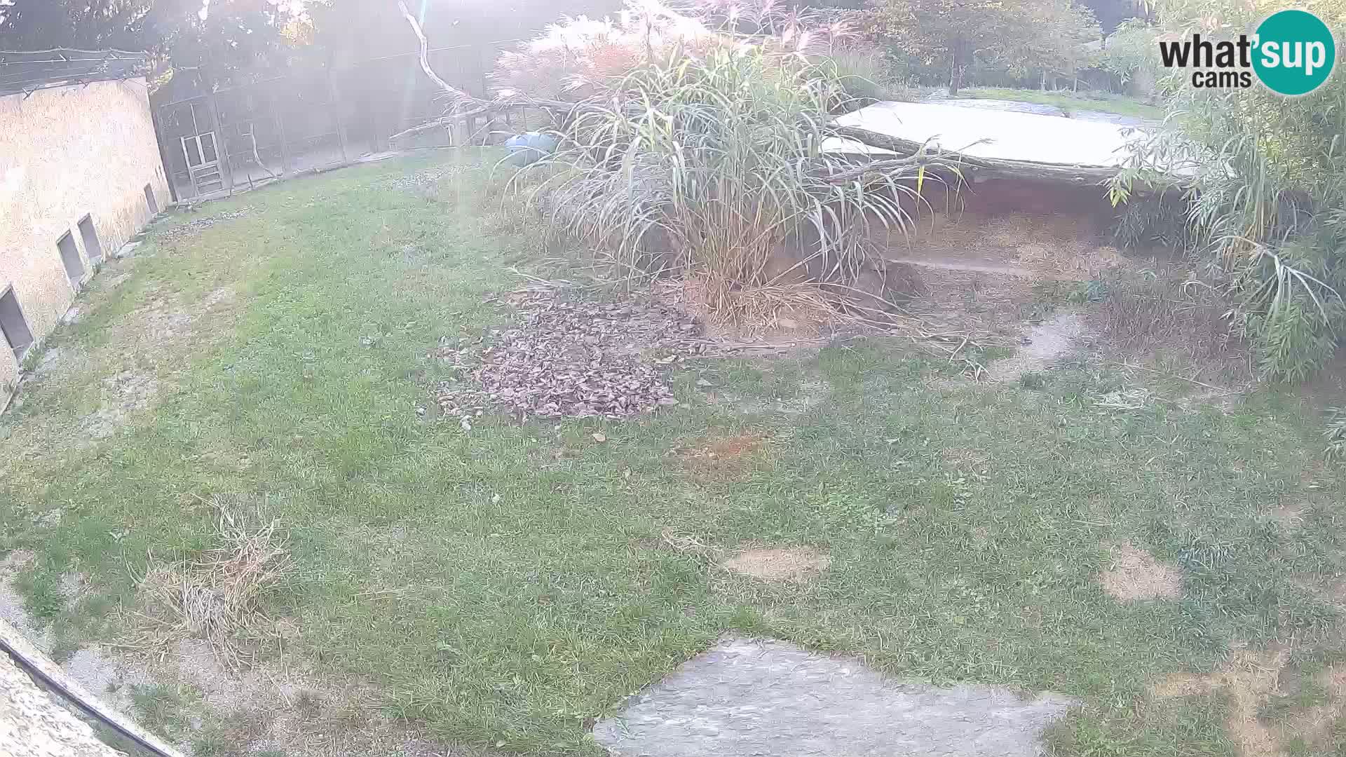 LION live Webcam in Ljubljana Zoo – Slovenia