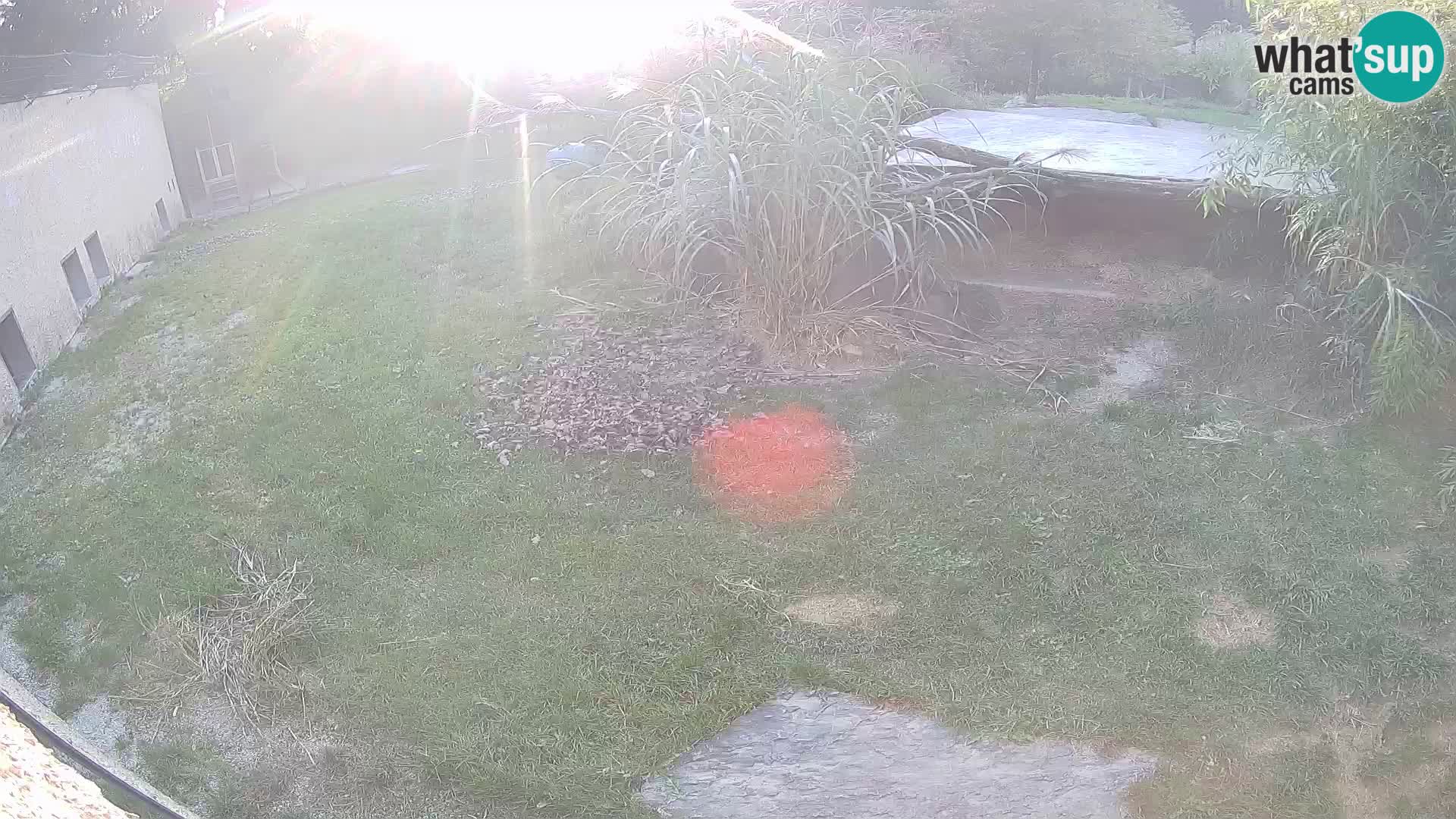 LION webcam en direct du zoo de Ljubljana – Slovénie