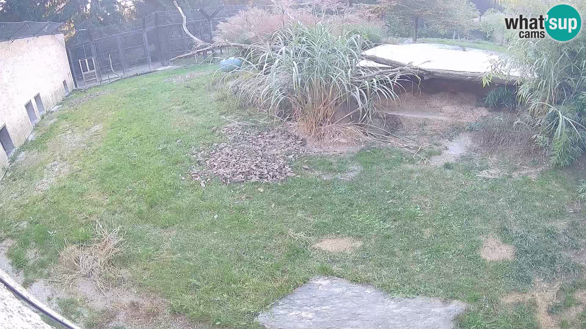 Lavovi web kamera uživo u ljubljanskom zoološkom vrtu – Slovenija