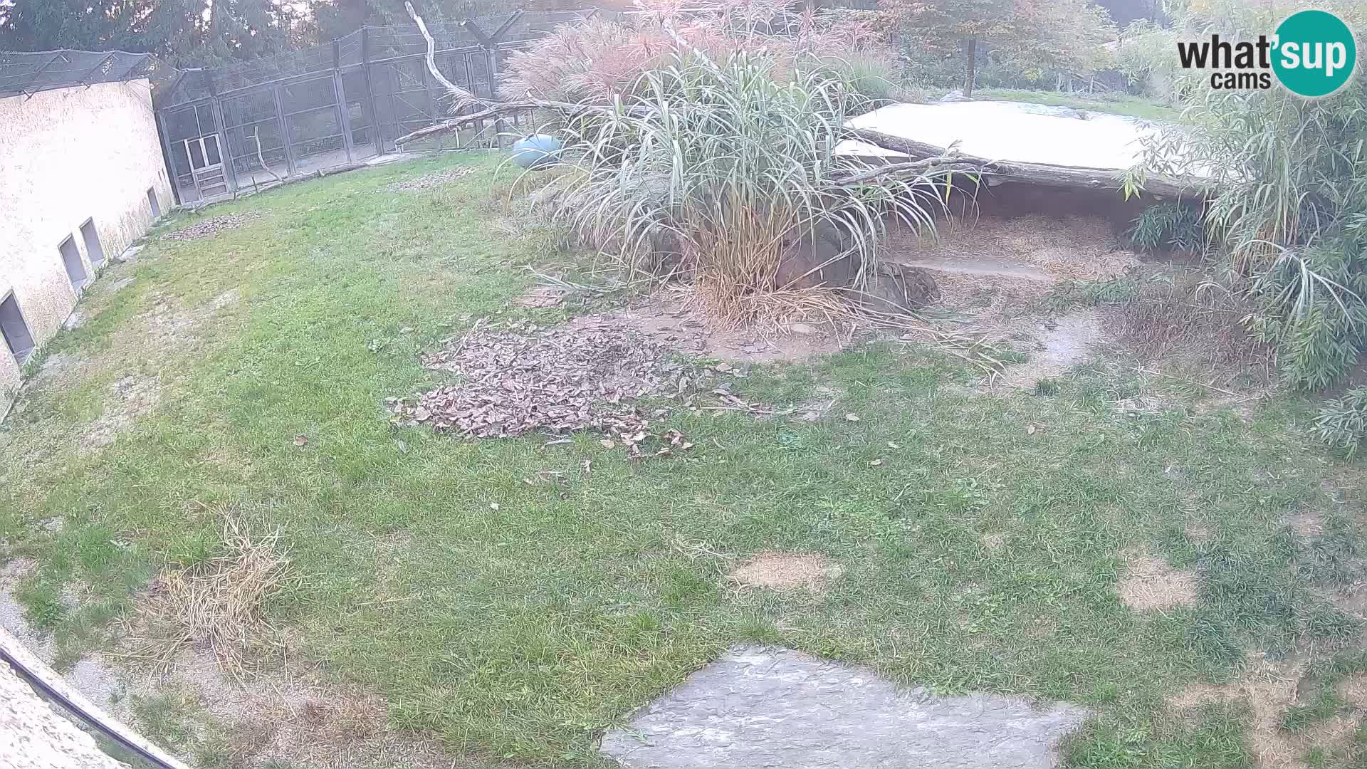 LEONE live Webcam nello zoo di Lubiana – Slovenia
