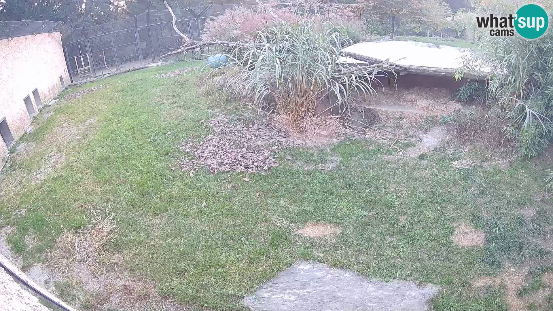 LEON Webcam en vivo en Ljubljana Zoo – Eslovenia
