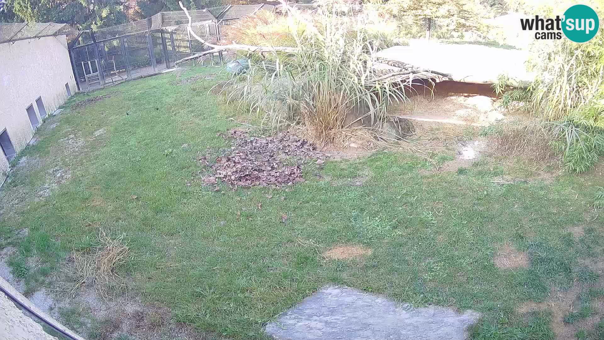 LEON Webcam en vivo en Ljubljana Zoo – Eslovenia