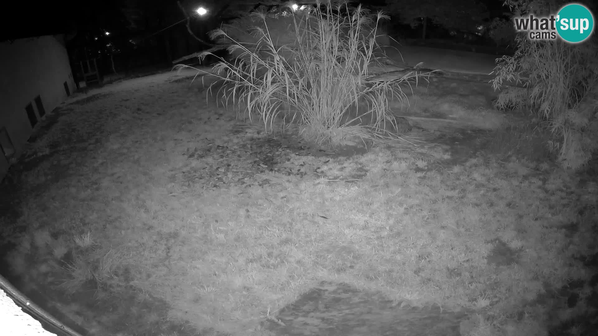 LION live Webcam in Ljubljana Zoo – Slovenia