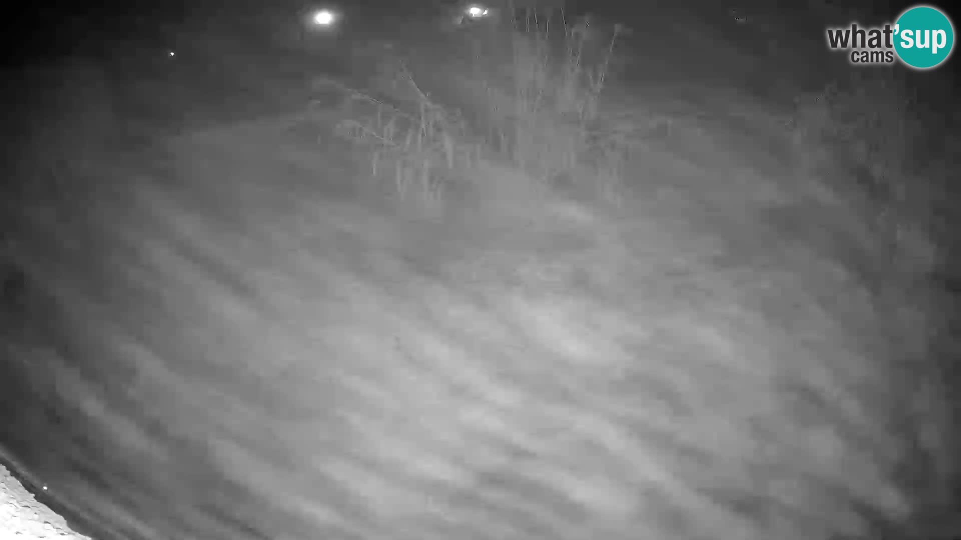 LEONE live Webcam nello zoo di Lubiana – Slovenia