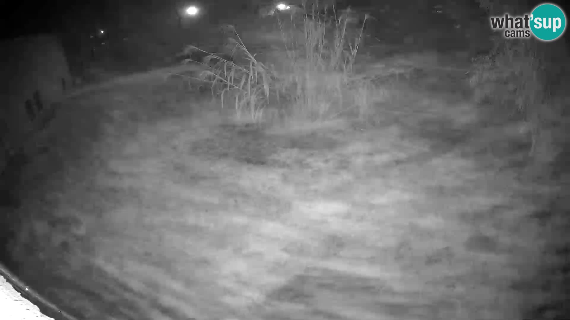 LEONE live Webcam nello zoo di Lubiana – Slovenia