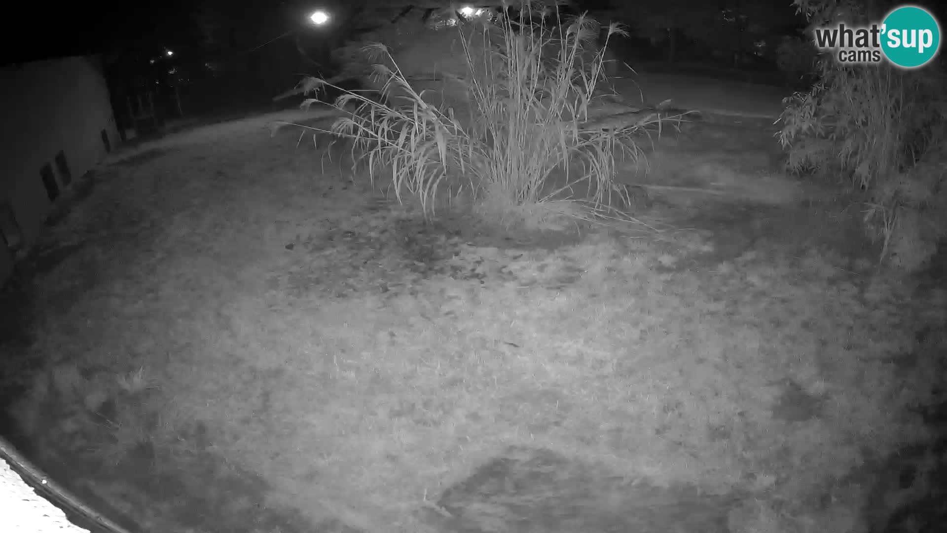 LION live Webcam in Ljubljana Zoo – Slovenia