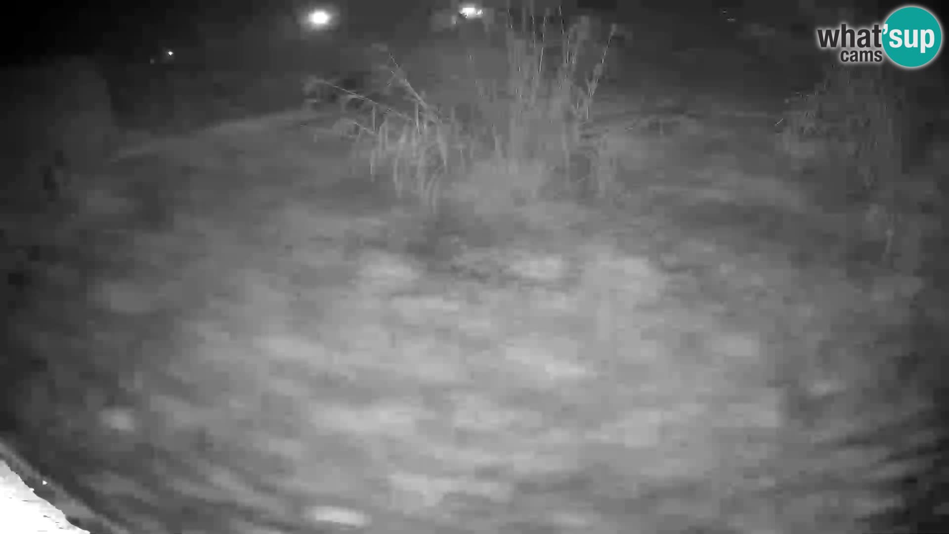 LEON Webcam en vivo en Ljubljana Zoo – Eslovenia