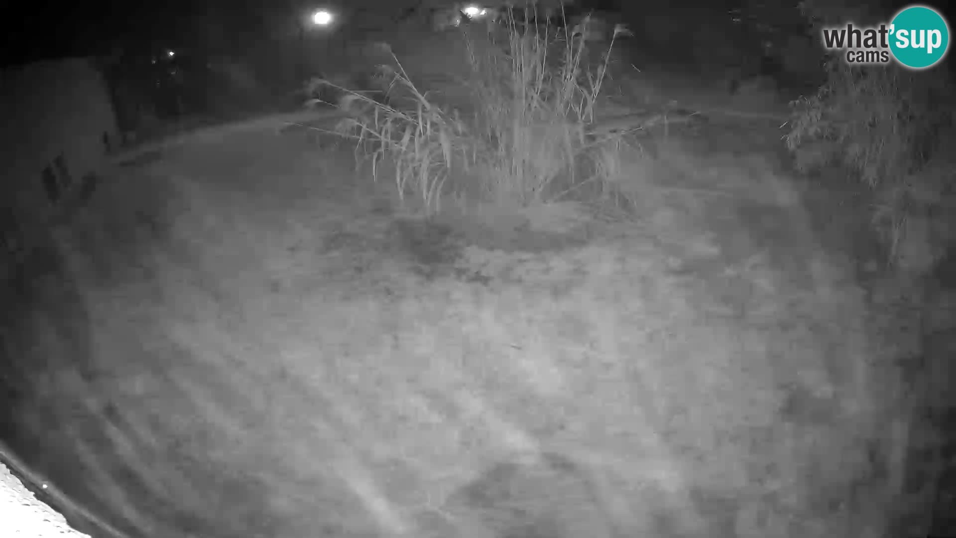 LION live Webcam in Ljubljana Zoo – Slovenia