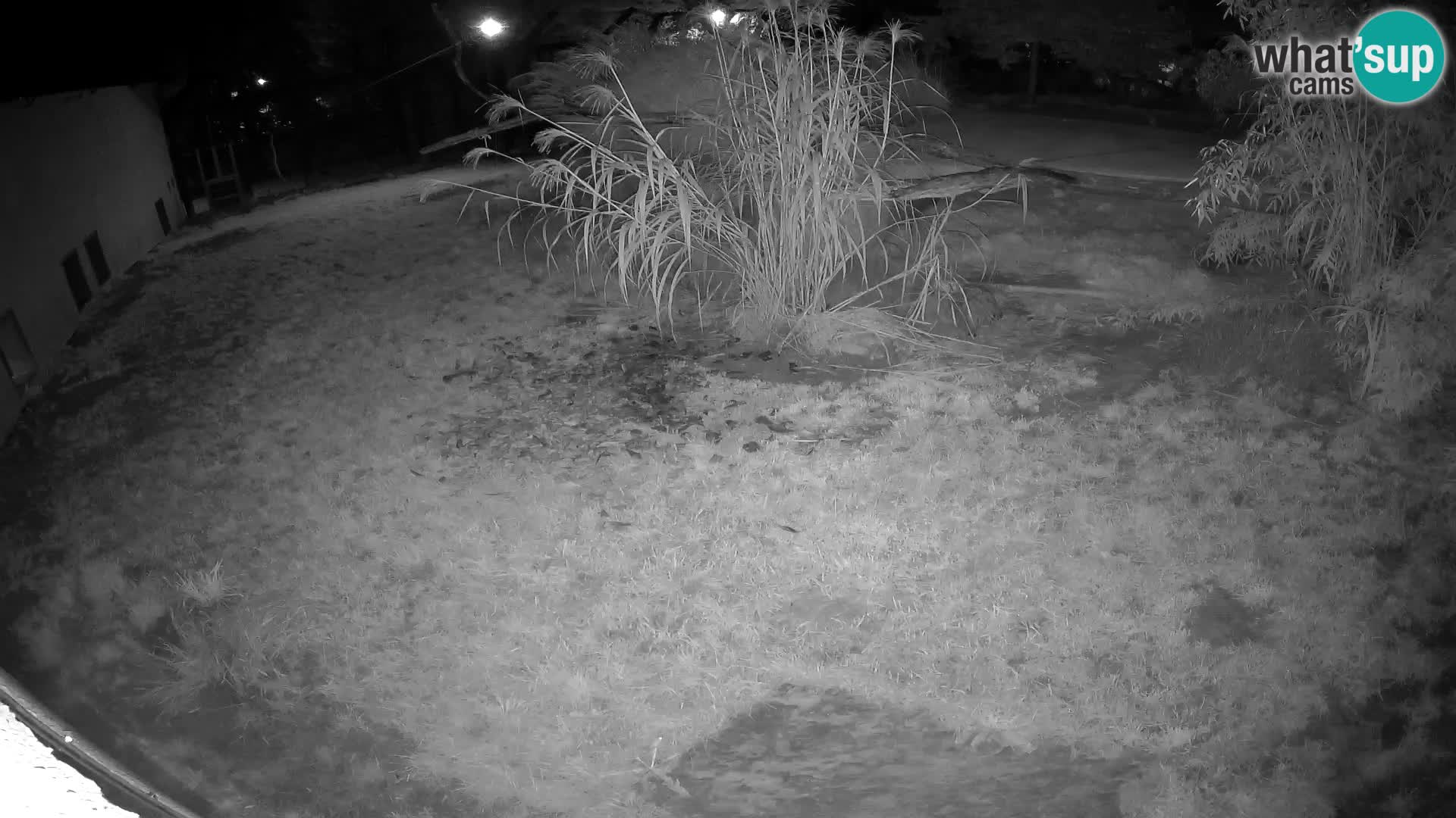 LION live Webcam in Ljubljana Zoo – Slovenia