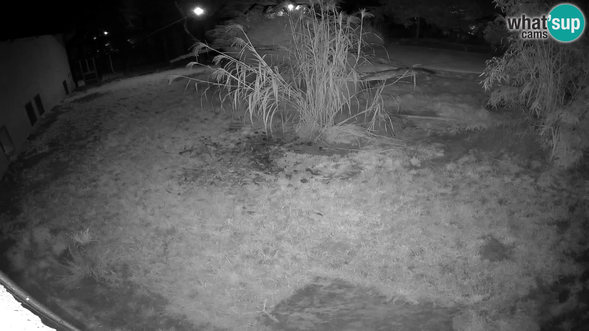 LION webcam en direct du zoo de Ljubljana – Slovénie
