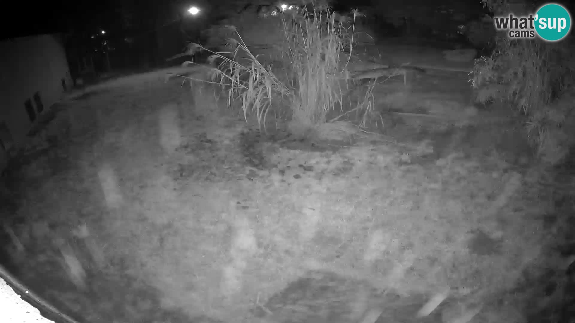 LEONE live Webcam nello zoo di Lubiana – Slovenia