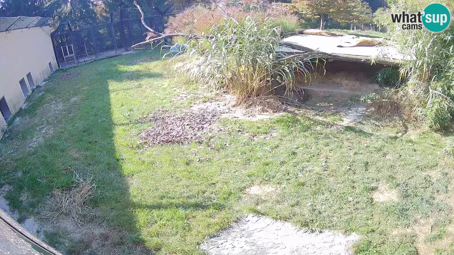 LEON Webcam en vivo en Ljubljana Zoo – Eslovenia