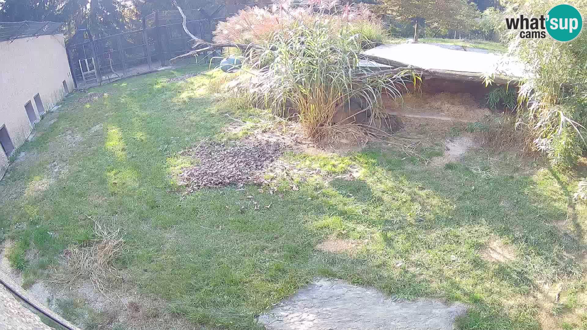 LEVI spletna kamera v živalskem vrtu Ljubljana Zoo