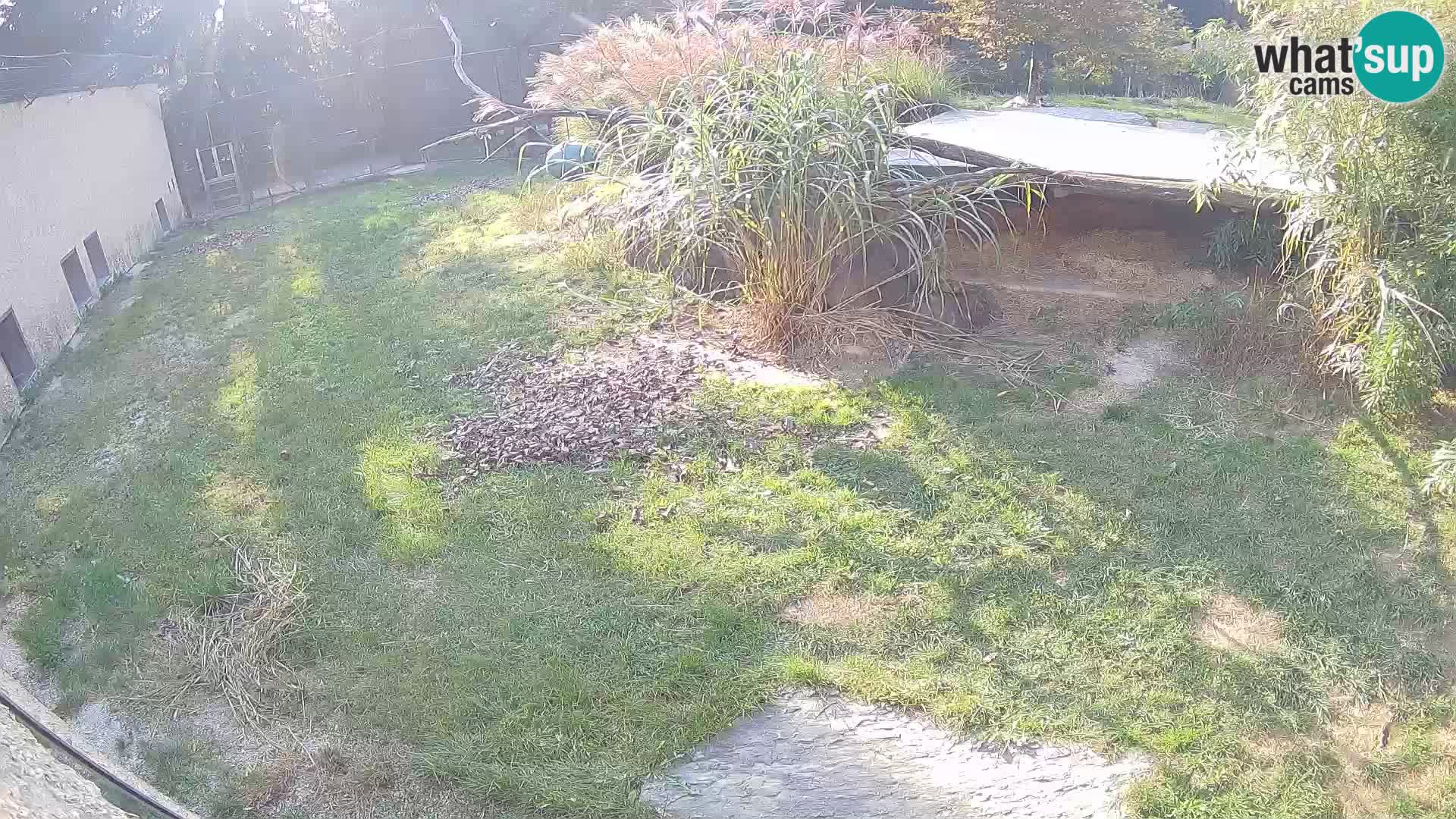 LEVI spletna kamera v živalskem vrtu Ljubljana Zoo