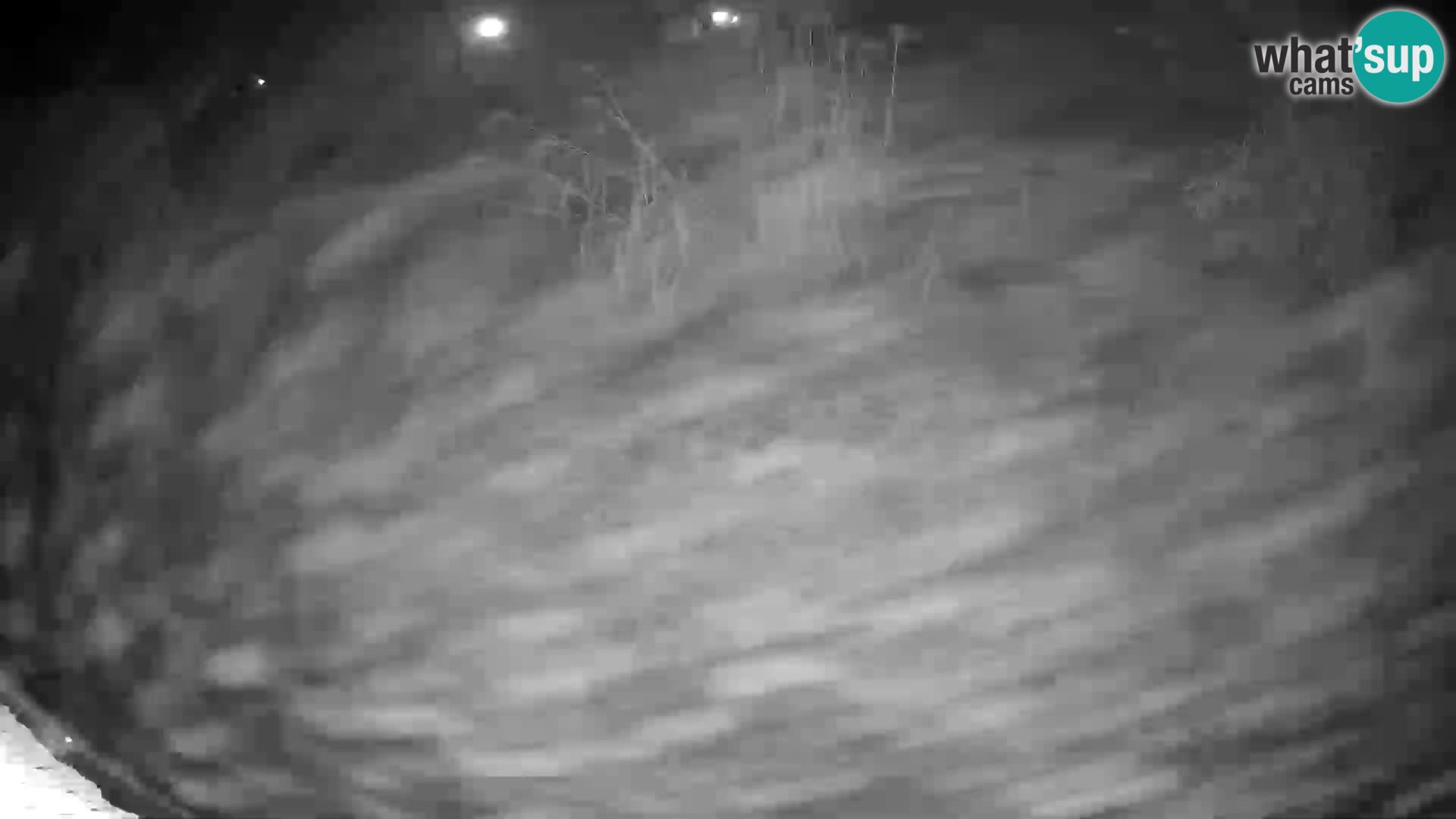 LION live Webcam in Ljubljana Zoo – Slovenia