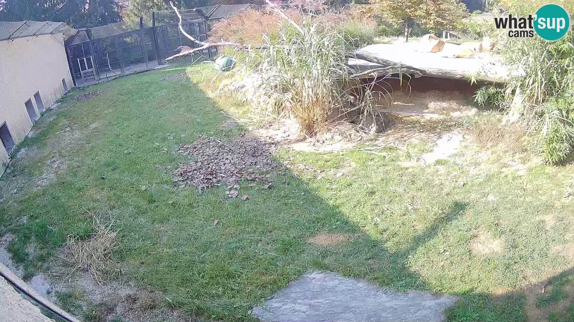 LEVI spletna kamera v živalskem vrtu Ljubljana Zoo