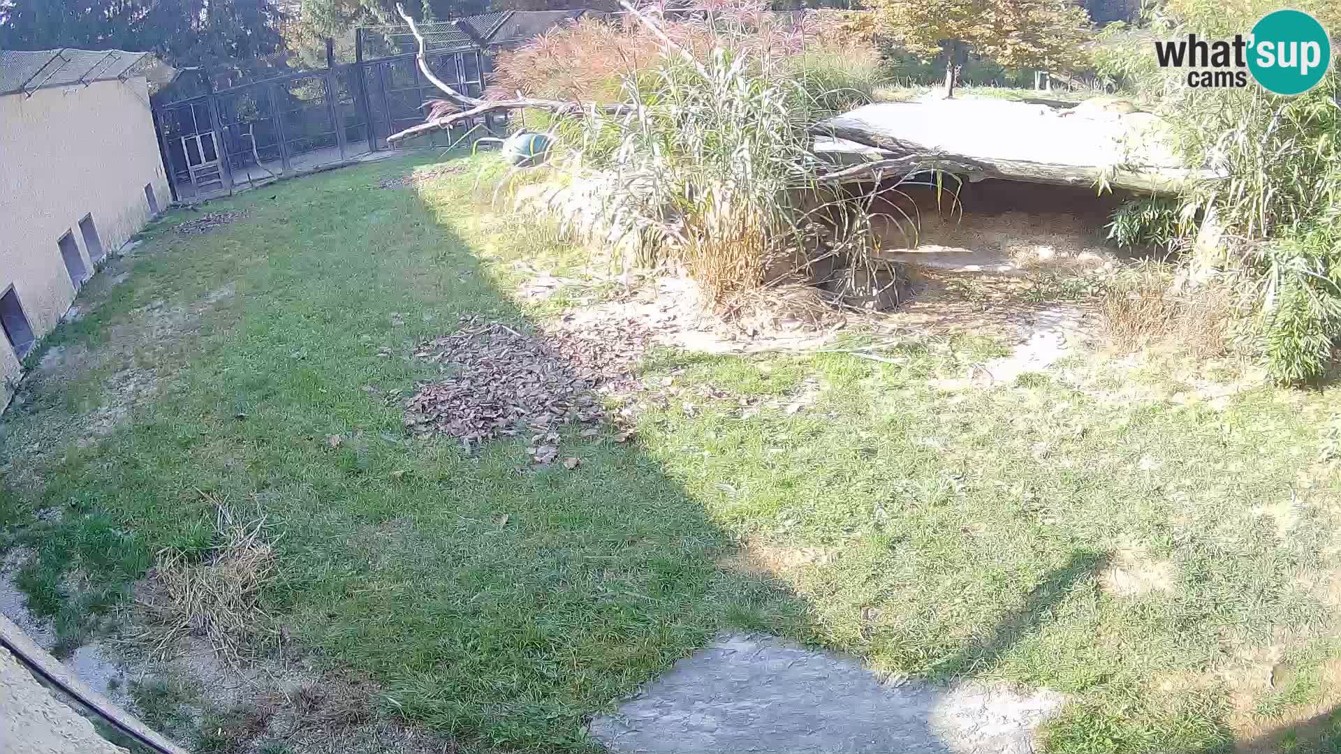 Lavovi web kamera uživo u ljubljanskom zoološkom vrtu – Slovenija