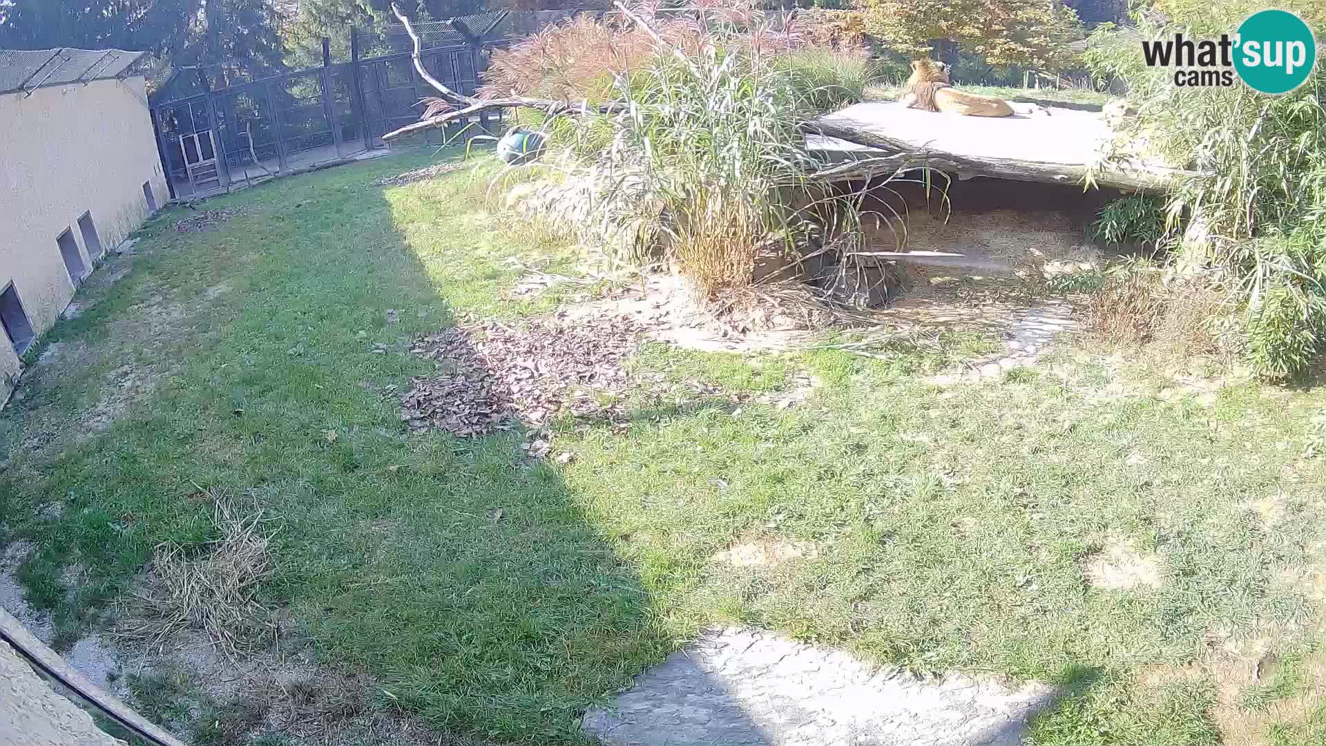 LEVI spletna kamera v živalskem vrtu Ljubljana Zoo