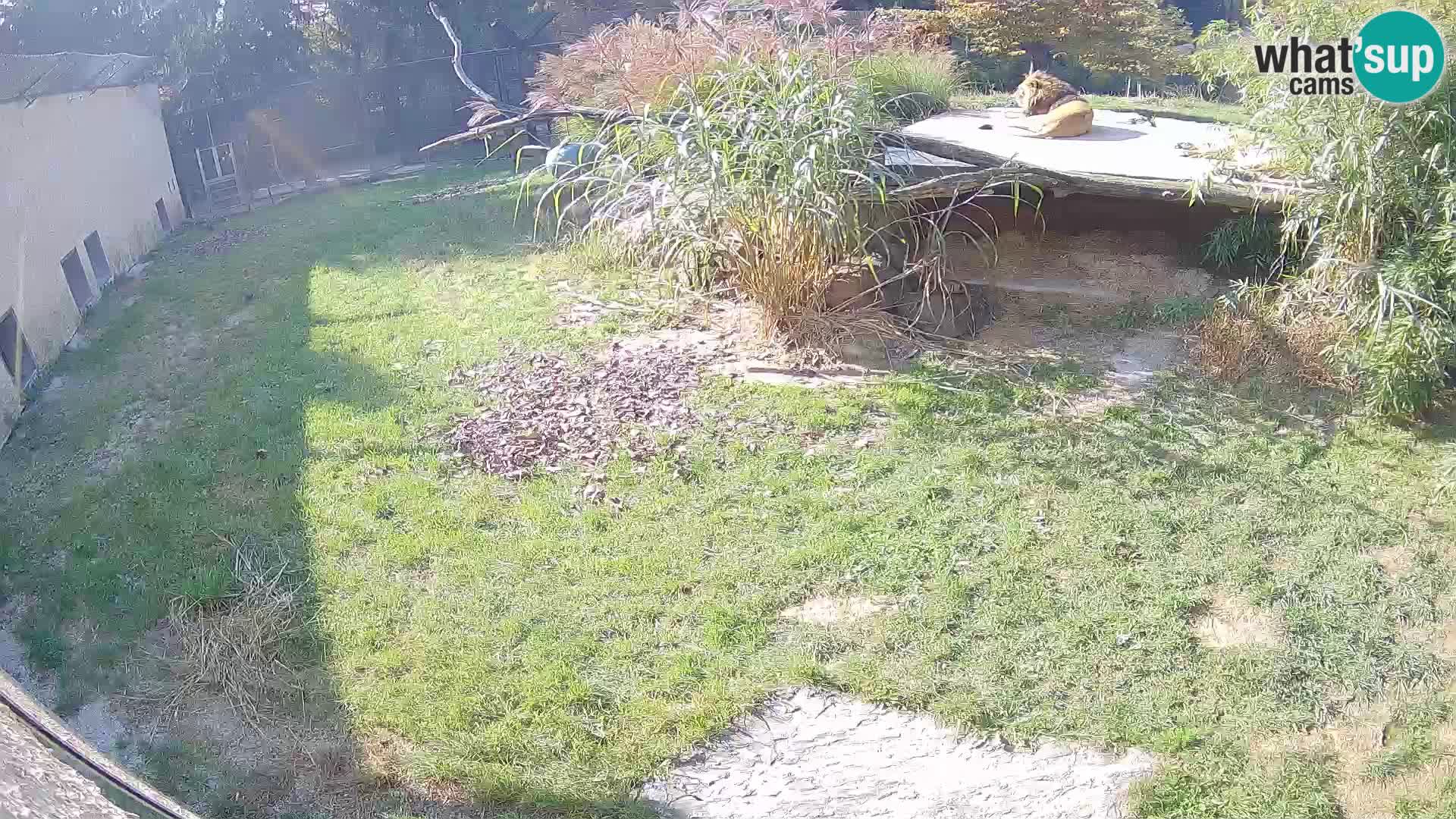 LEONE live Webcam nello zoo di Lubiana – Slovenia