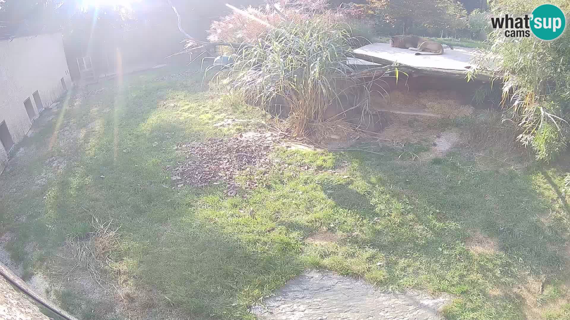 LION live Webcam in Ljubljana Zoo – Slovenia