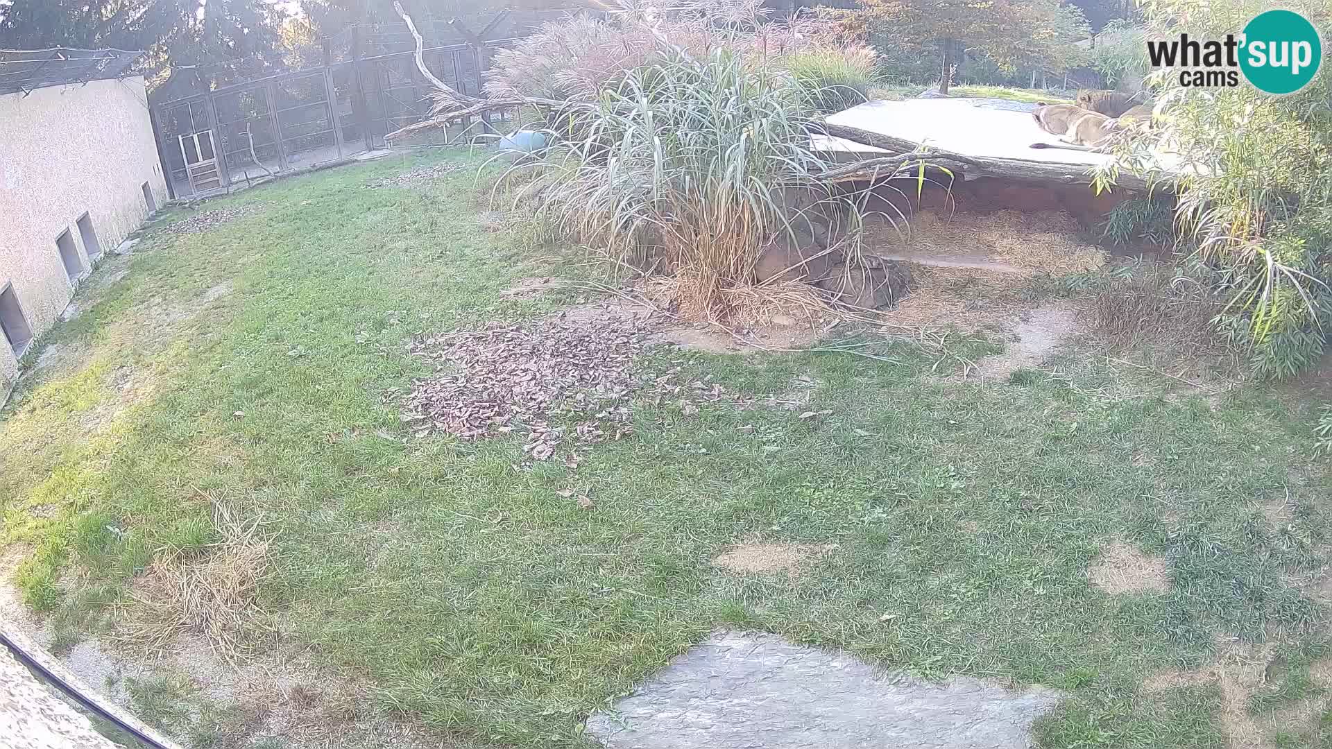 LEVI spletna kamera v živalskem vrtu Ljubljana Zoo