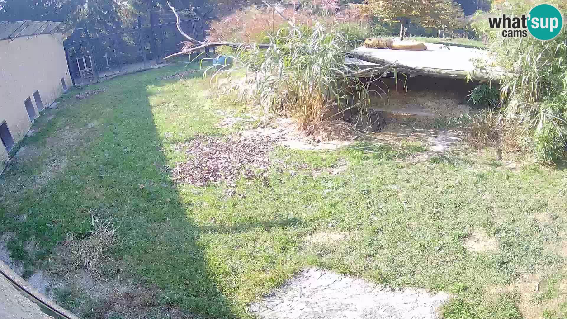 LION live Webcam in Ljubljana Zoo – Slovenia