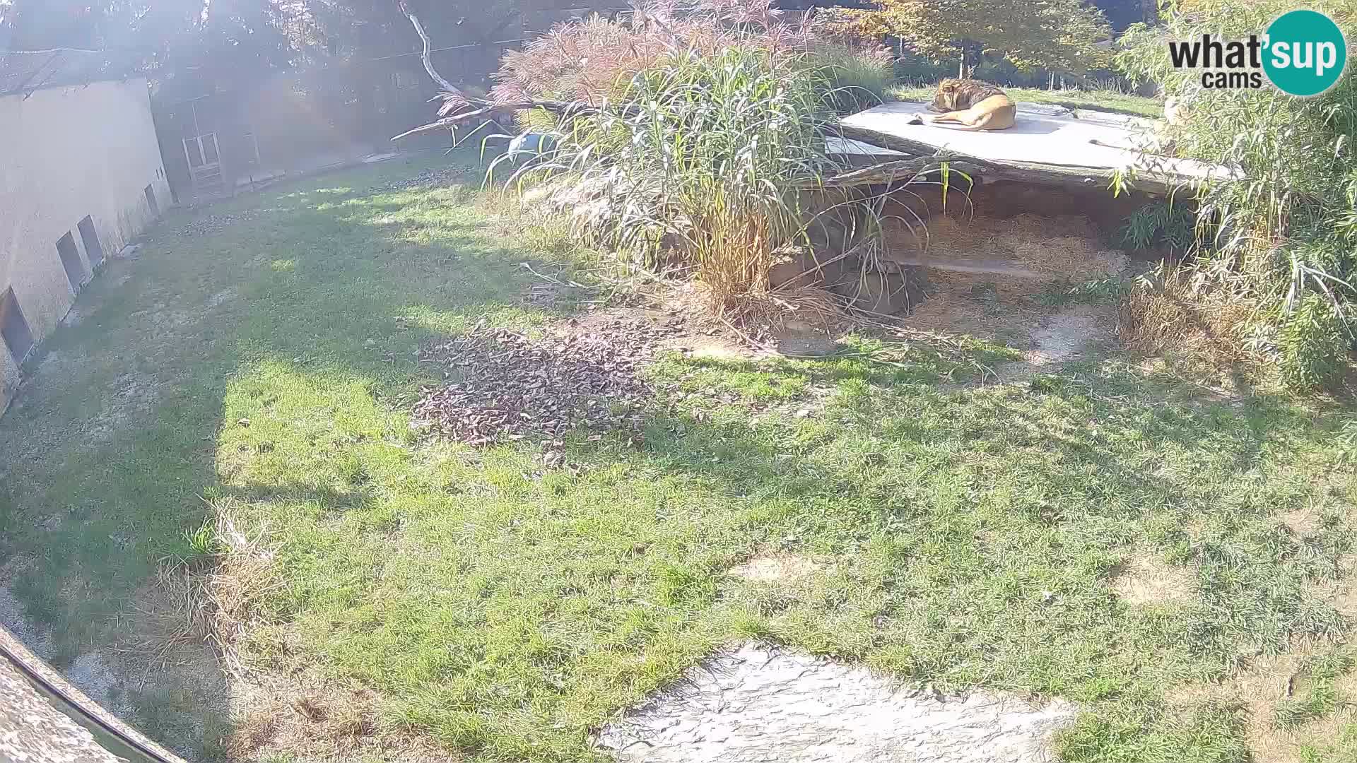 LEVI spletna kamera v živalskem vrtu Ljubljana Zoo