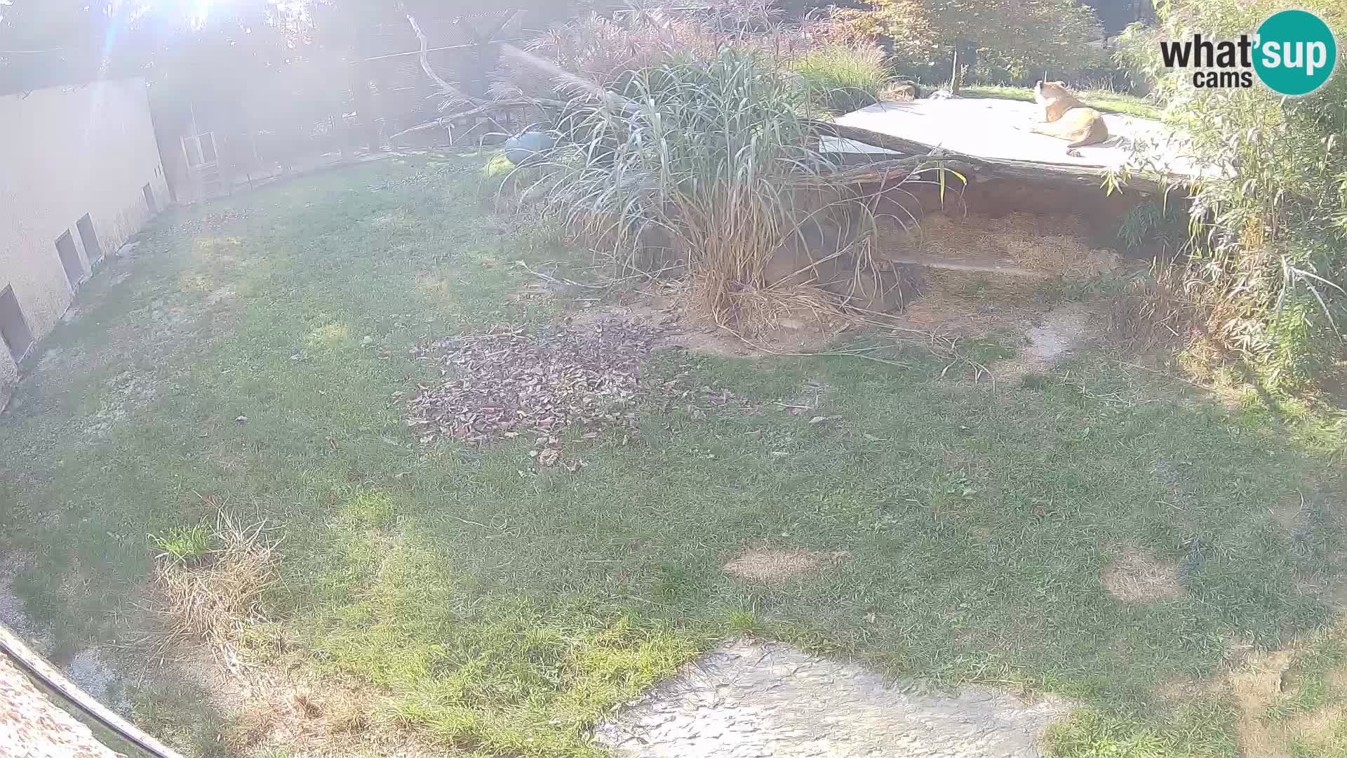 LEVI spletna kamera v živalskem vrtu Ljubljana Zoo
