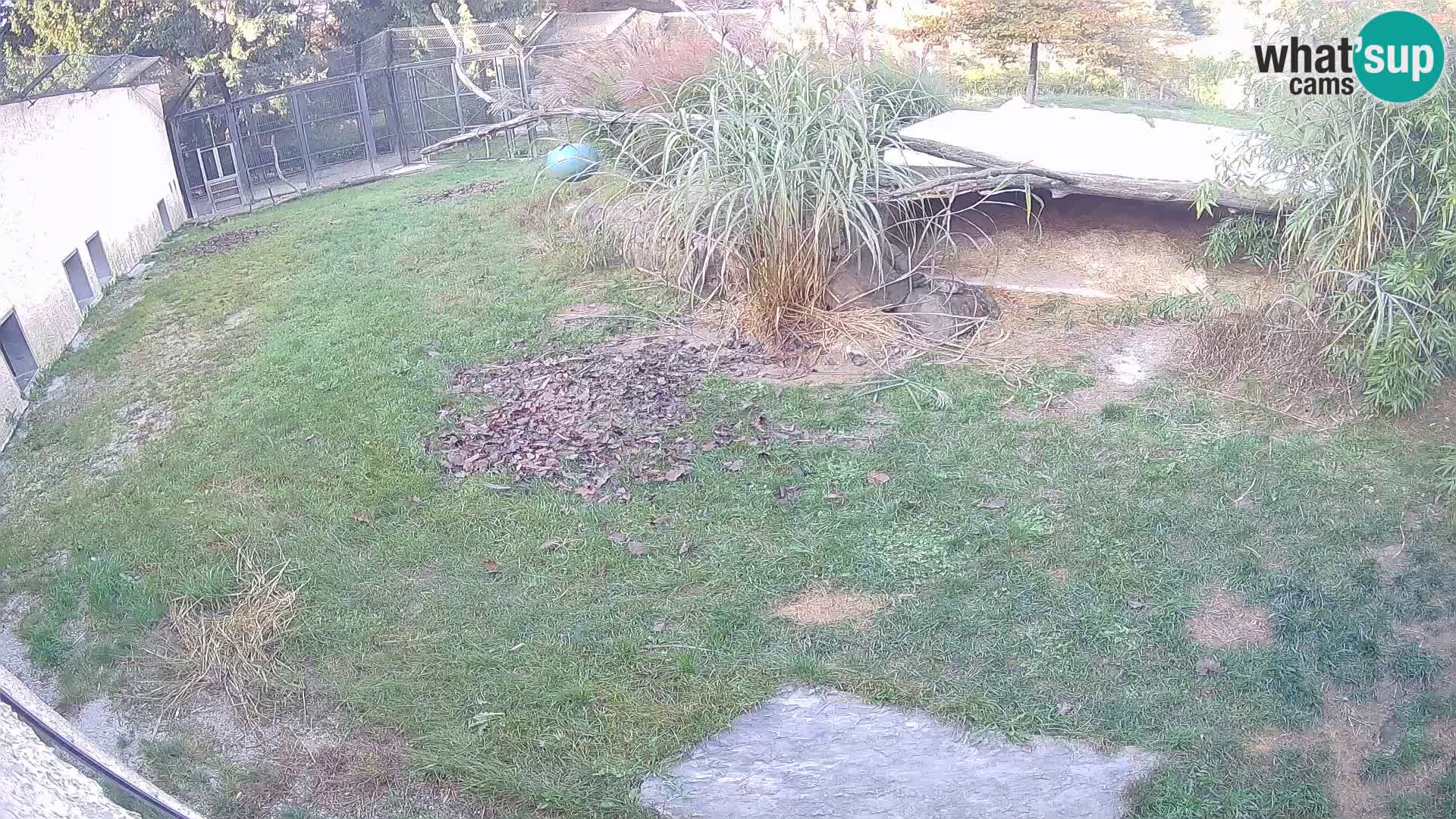 Löwe live Webcam im Zoo von Ljubljana – Slowenien