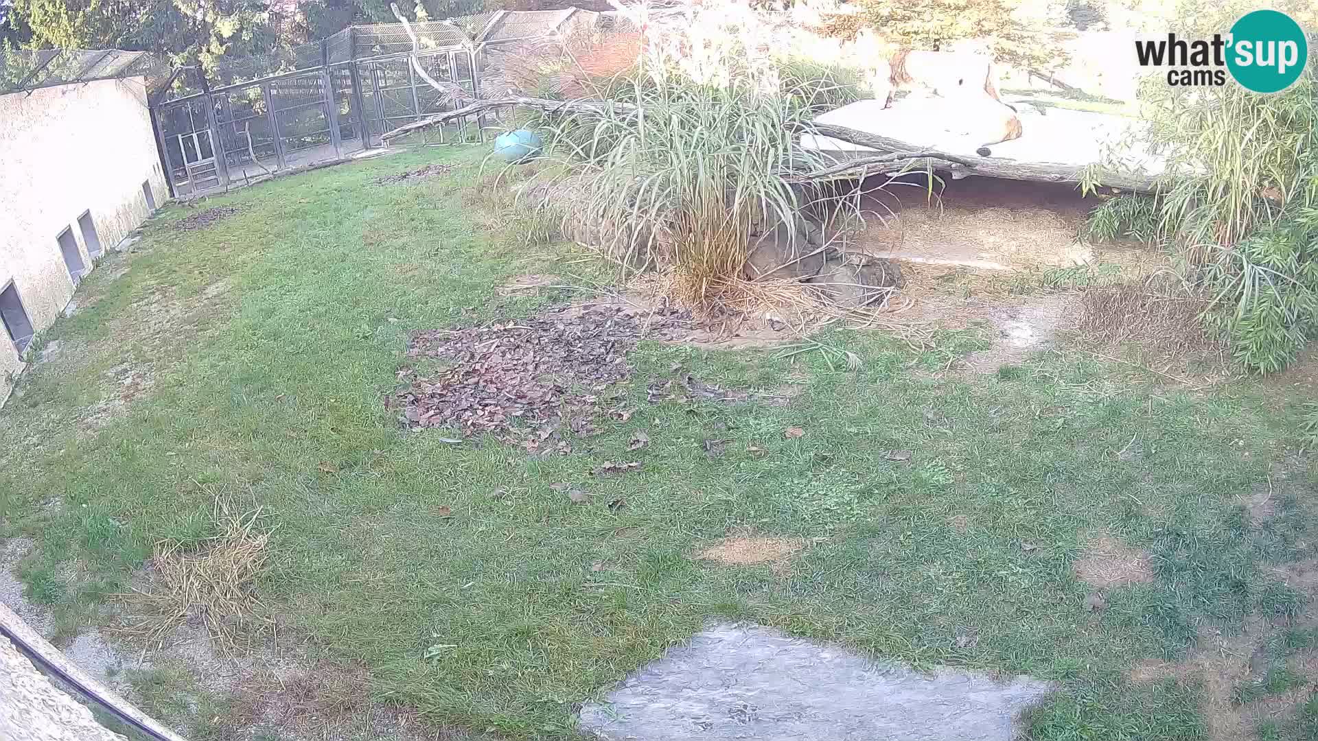 Lavovi web kamera uživo u ljubljanskom zoološkom vrtu – Slovenija