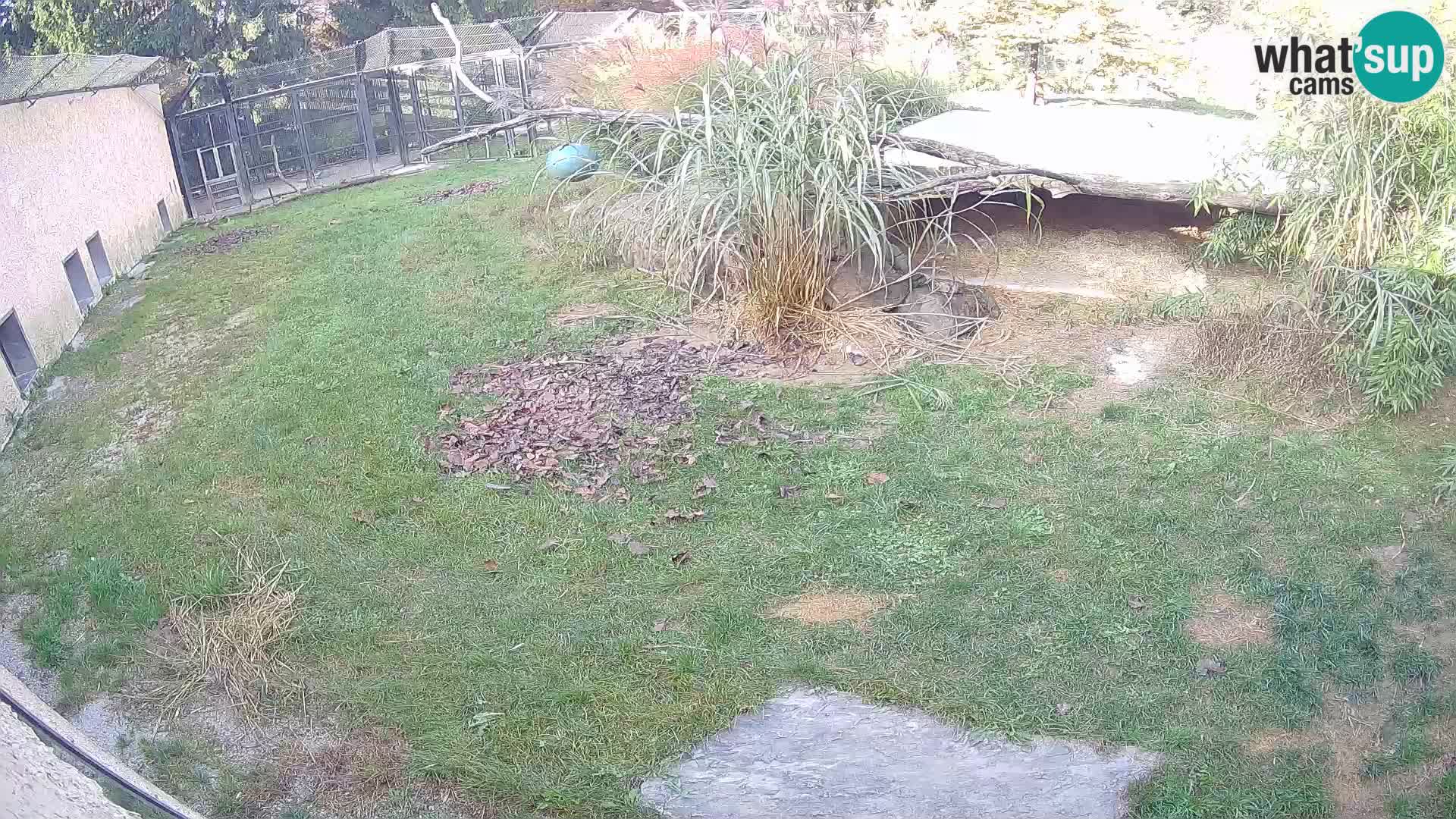 LION live Webcam in Ljubljana Zoo – Slovenia