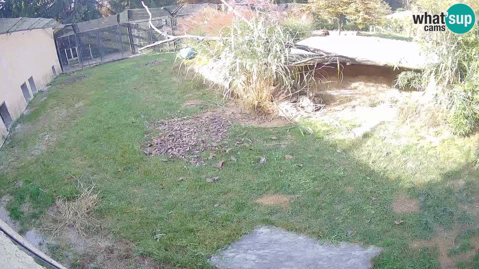 LEON Webcam en vivo en Ljubljana Zoo – Eslovenia
