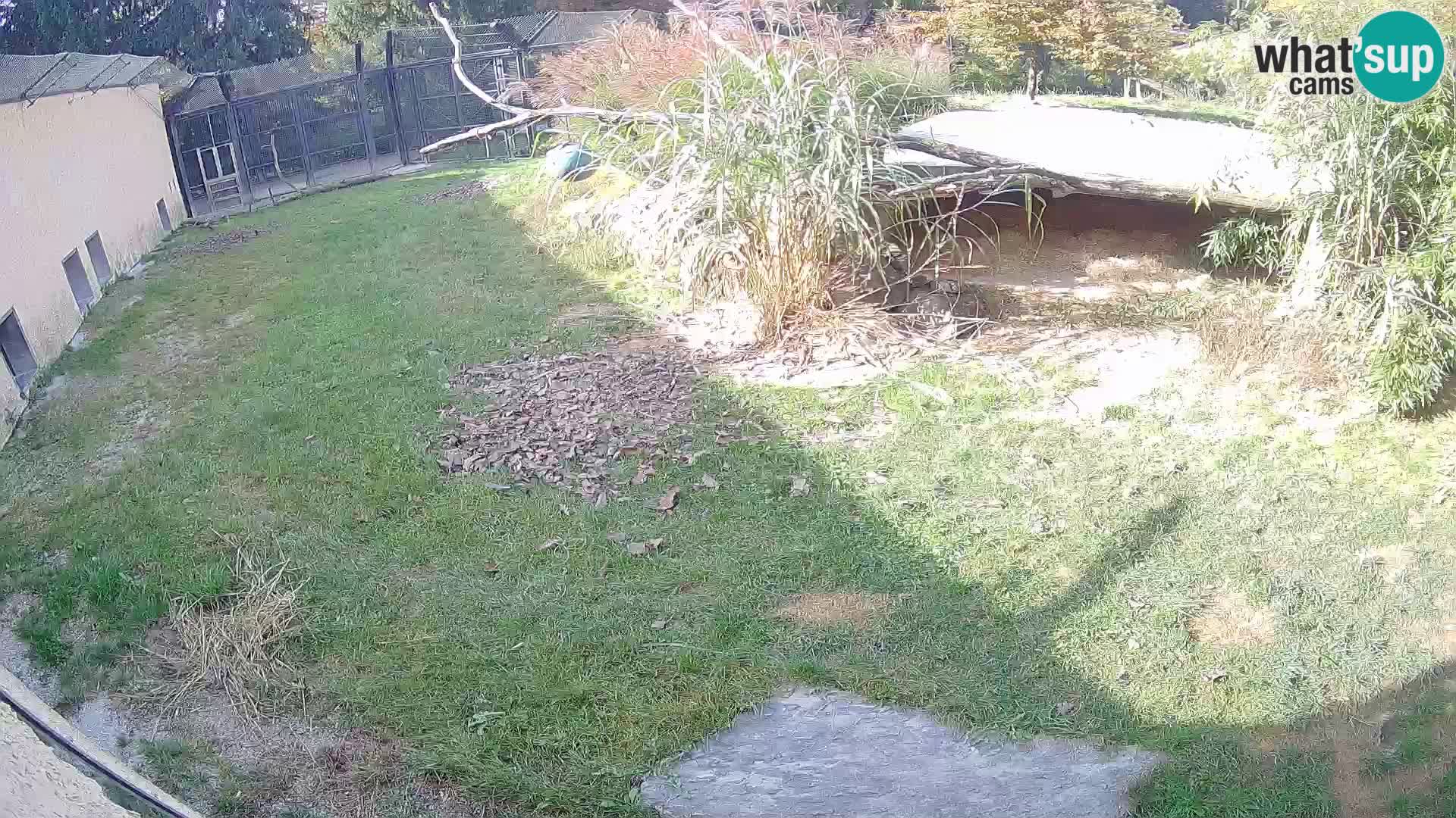 LEON Webcam en vivo en Ljubljana Zoo – Eslovenia