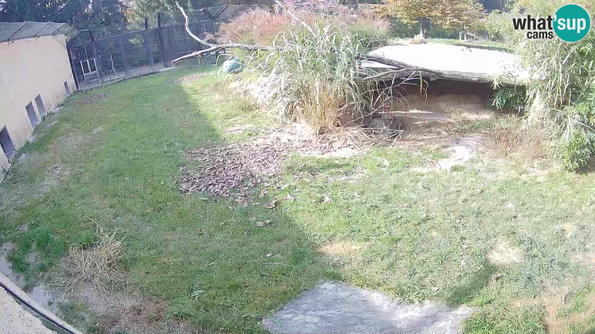LION live Webcam in Ljubljana Zoo – Slovenia