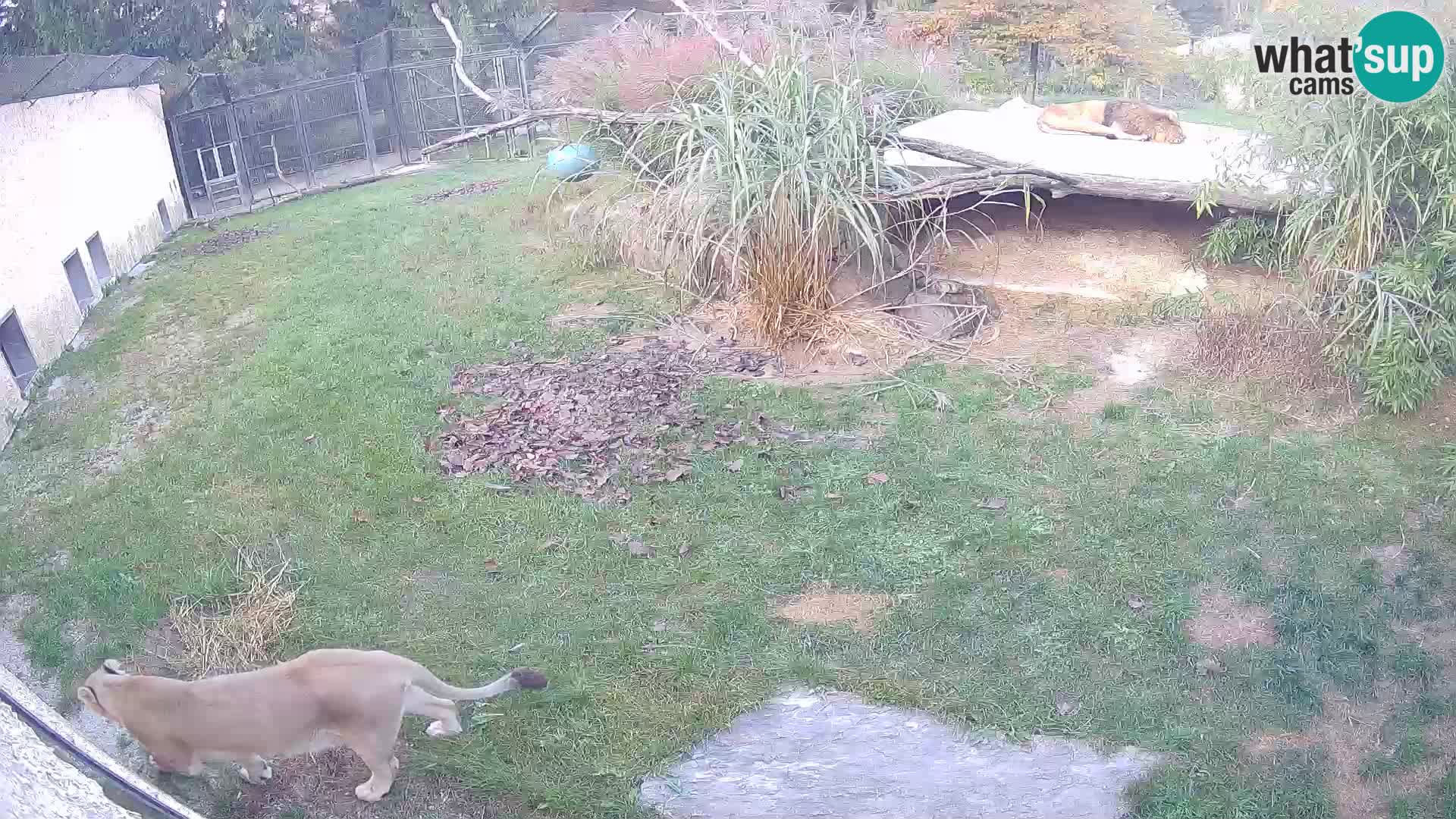 LION live Webcam in Ljubljana Zoo – Slovenia