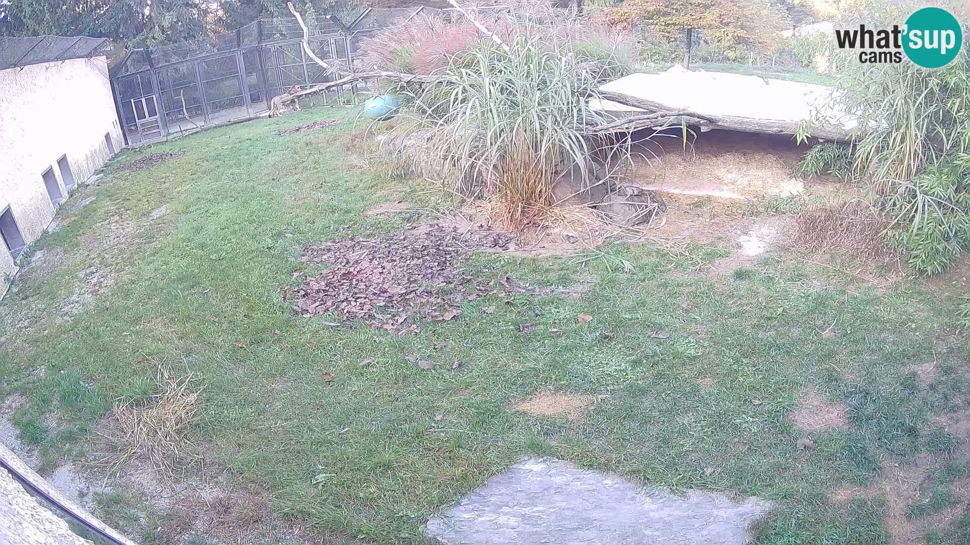LION live Webcam in Ljubljana Zoo – Slovenia