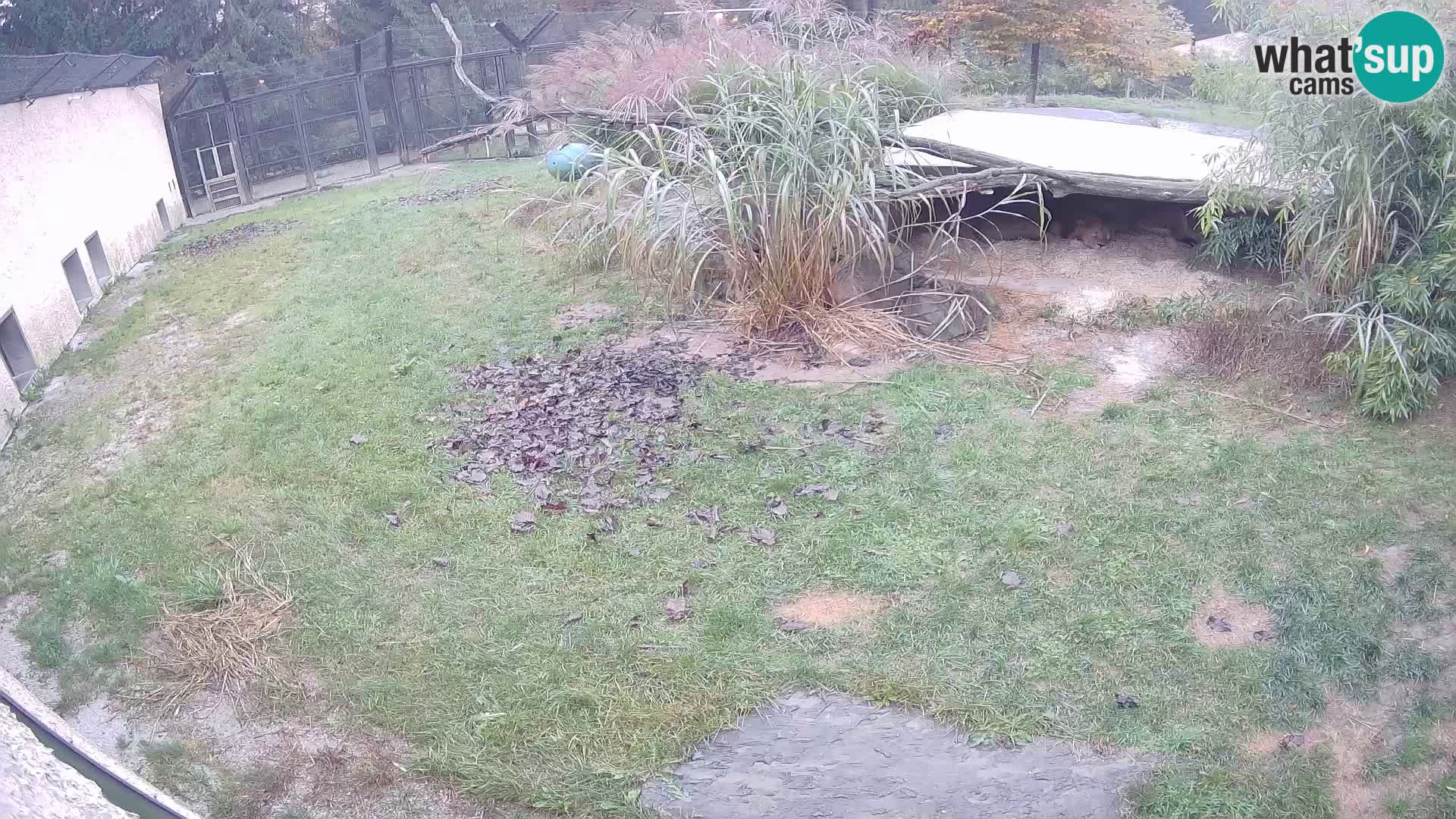 Löwe live Webcam im Zoo von Ljubljana – Slowenien