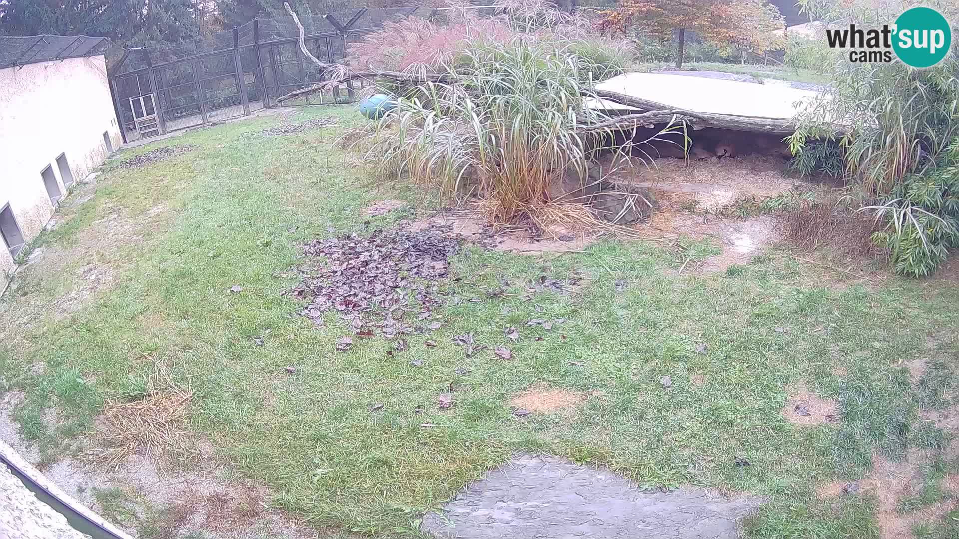 Löwe live Webcam im Zoo von Ljubljana – Slowenien